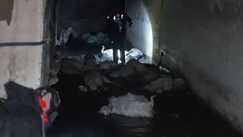 Keskin Koku Hayvanları Öldürdü: Gizemli Olayın Perdesi Aralanıyor