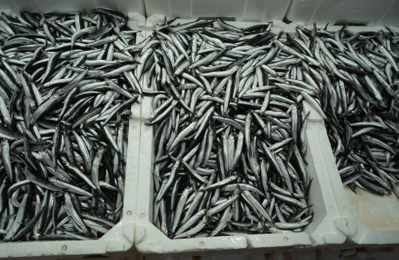 Türkiye, Belçika, Fransa ve Almanya'ya İhracatta Başı Çekiyor