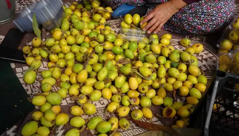 Muşmula Hasadı Başladı: Fiyatlarıyla Tüketicileri Şaşırtan Bir Sezon