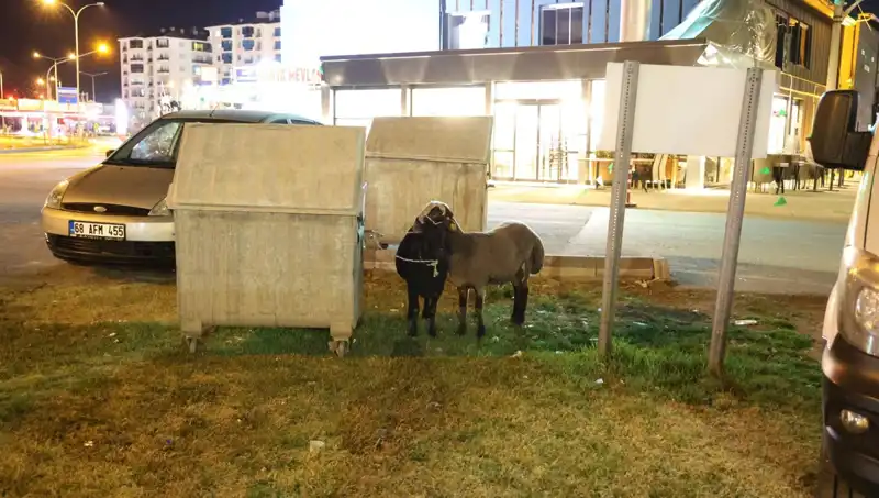 Yola Düşen "Mor Karaman" Koyunları: Terk Mi Edildi, Yoksa Bir Tehdit Mi?