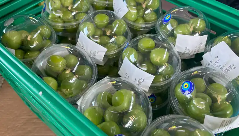 Don Vurması Karpuz Rekoltesini Zirveye Taşıdı: Kilo Fiyatı 450 Lira!