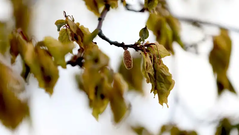 Zirai Don Felaketi İçin Meclis'ten Araştırma Komisyonu Kuruldu!