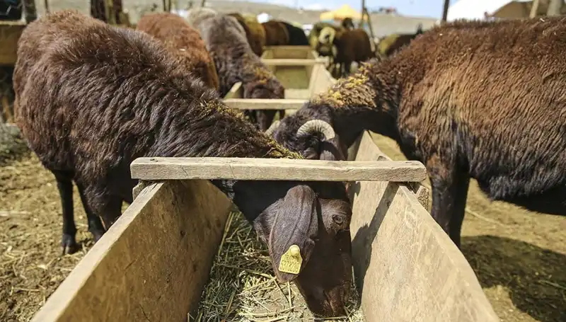 Şap Hastalığı Alarmı! Yerel Hayvan Pazarı Kapatıldı