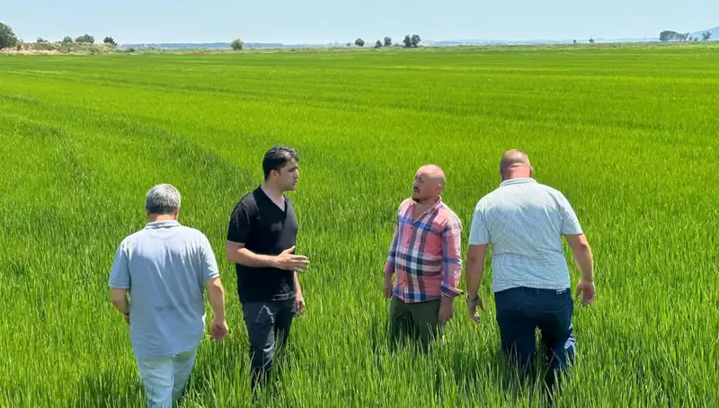 Çeltikte, Rekor Hasat Eğilimi: Yeşil Deniz Uyanıyor!