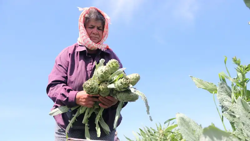 50 TL'lik Taze Sebzeler: Tarladan Sofralara Ulaşmanın Hikayesi