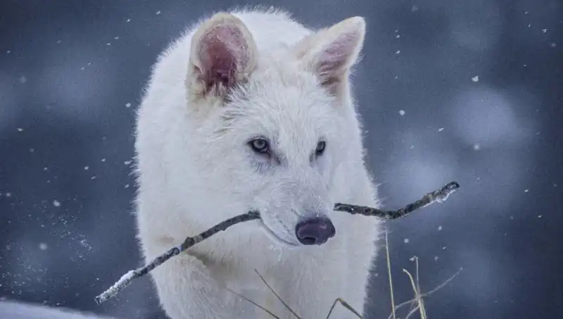 Nesli Tükenmiş Ulukurtlar, Bilimsel Devrimle Yeniden Hayata Dönüyor!