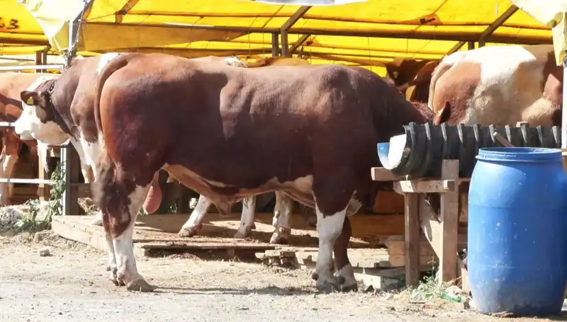 Kurban Pazarlarında Beklenen Yoğunluk Başladı: Fiyatlar ve Seçim Stratejileri