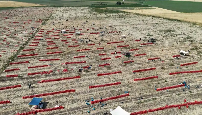 40 Derecede Tarlada Zorlu Mesai: Ürün Fiyatları Düşüyor